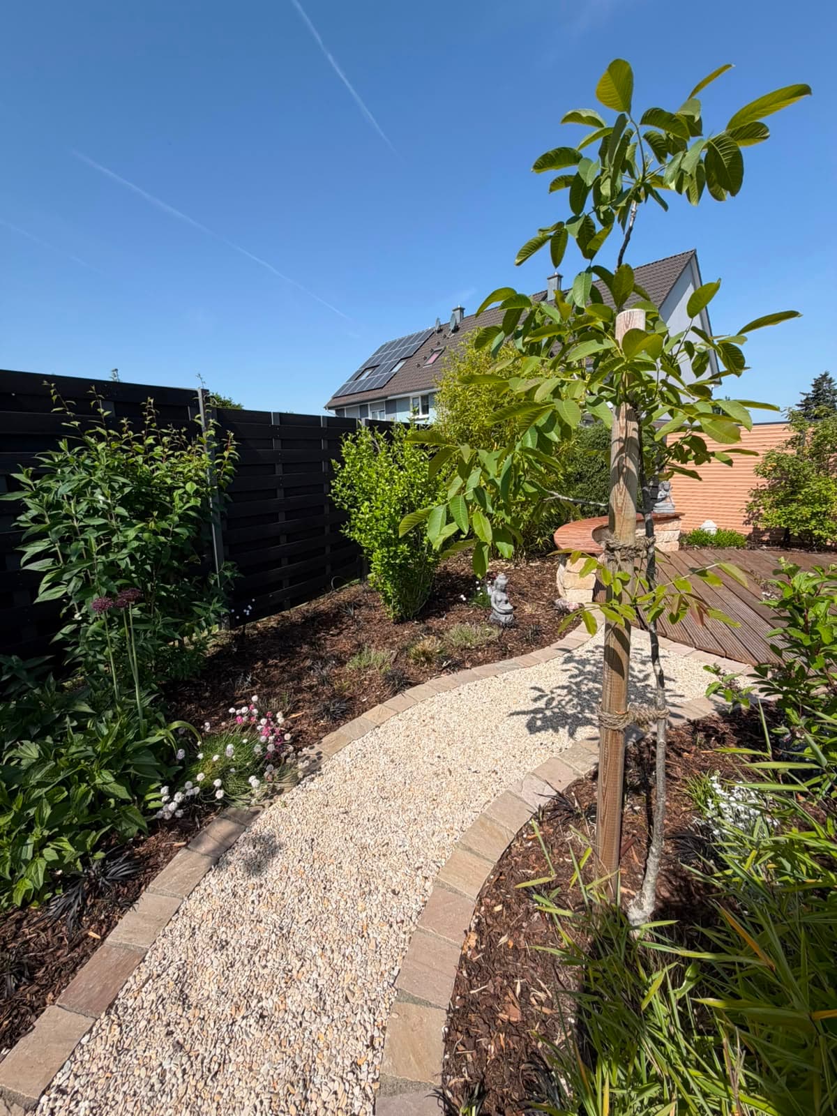 Neu gepflanzter Baum entlang eines Gartenwegs